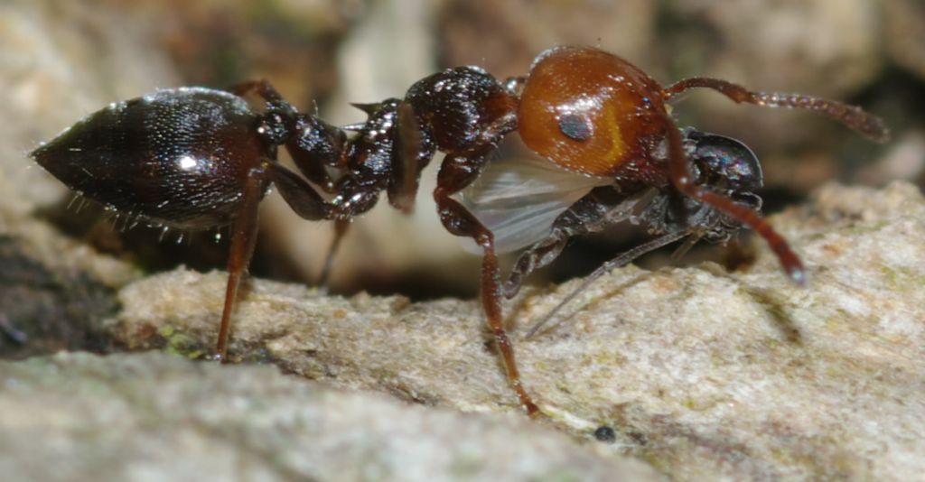 Crematogaster scutellaris